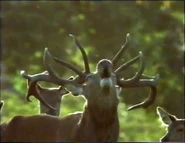 The Restless Year (1996)