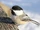 Black-capped Chickadee