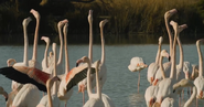 Animals in Love (2007)
