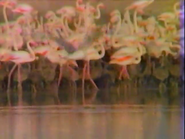 Birdwatch from Florida (1986)