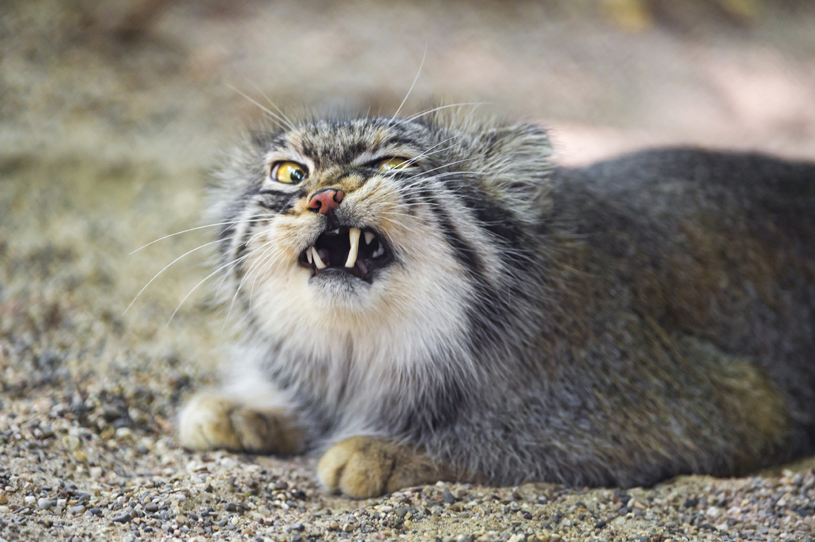 Pallas's Cat – International Society for Endangered Cats (ISEC) Canada