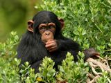 Common Chimpanzee