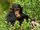 Common Chimpanzee