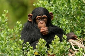 Common Chimpanzee | NatureRules1 Wiki | Fandom