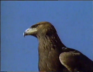 Eagle Come Home (1993)