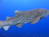 Zebra Shark