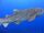 Zebra Shark