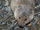 Field Vole