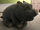 Vietnamese Pot-bellied Pig