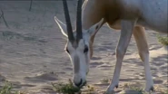 Wild Africa (2001)