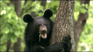 Wild Russia (2008)
