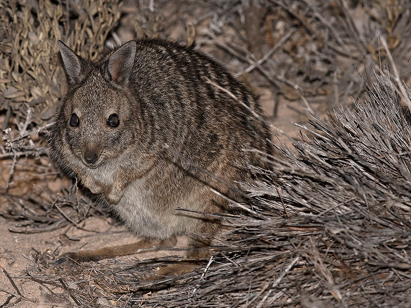 Black-flanked Rock Wallaby, NatureRules1 Wiki