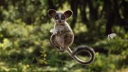 Senegal Bushbaby
