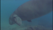 Oceans (2008)