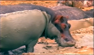 Virunga: The Heart of Africa (1996)