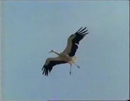 Wild Weather (1986)