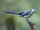 White-throated Magpie-jay