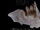 Egyptian Slit-faced Bat