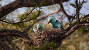 European Roller