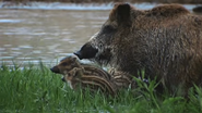 Wild Balkans (2011)