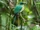 Keel-billed Motmot