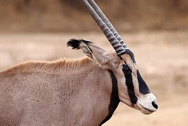 Red-flanked duiker - Wikipedia