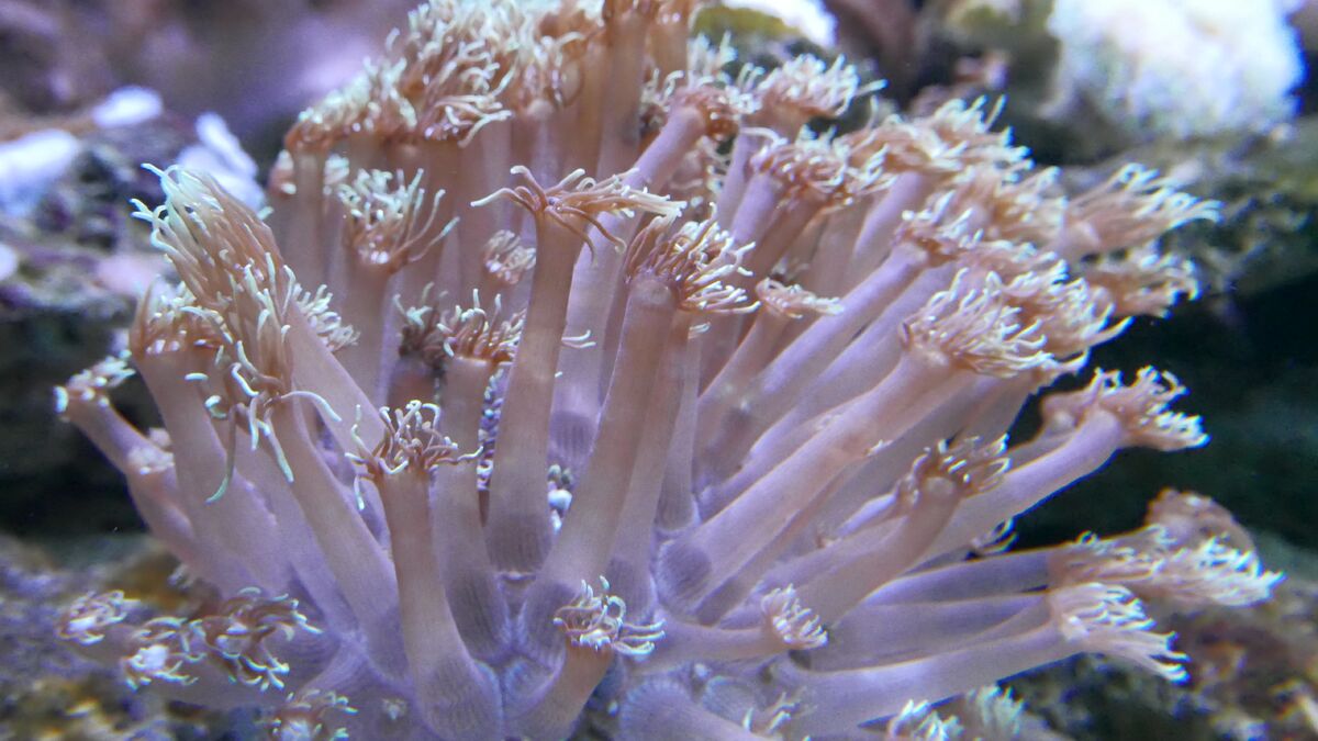 Anemone Coral | NatureRules1 Wiki | Fandom