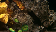 Exotic Saltwater Aquarium (2007)