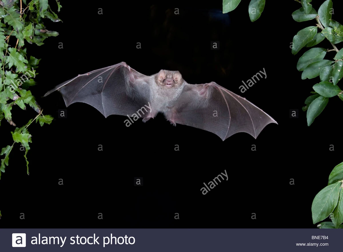 Hairy-legged Vampire Bat | NatureRules1 Wiki | Fandom