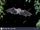 Hairy-legged Vampire Bat