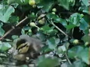 Osprey (1984)