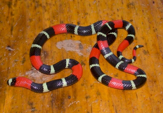south american snakes