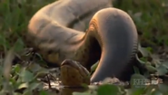 The Reptiles (2003)