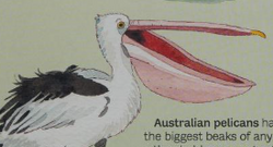 Outback Pelicans, The Bill and Pouch Breakdown (Graphic), Nature