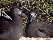 Water Birds Black-footed Albatross.png (1.92 MB) Water Birds (1952)