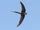 African Palm Swift