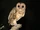 Golden Masked Owl