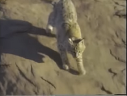 Amazing Animals (1996-1999)