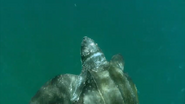 Atlantic: The Wildest Ocean on Earth (2015)