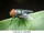 Bluebottle Fly