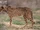 Asiatic Cheetah