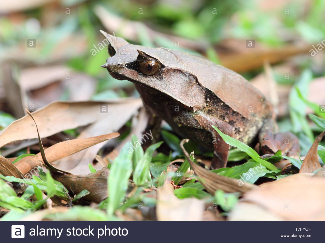 Ornate Horned Frog, Weird n' Wild Creatures Wiki