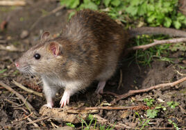 Norway-rat
