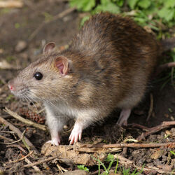 Mice wiki on sale