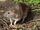 Brown Rat