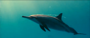Oceans (2009)