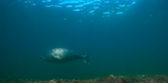 Our Oceans (2024)