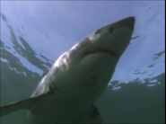 Predators (2000)