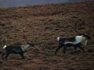 White Wilderness (1958)