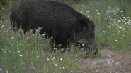 Wild Iberia (2014)